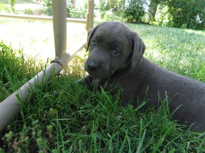 Marley's charcoal Lab puppy Marley's charcoal Lab puppies