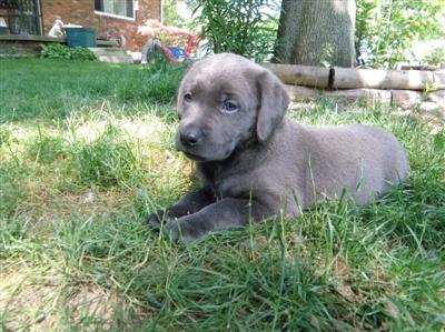 Marley's charcoal Lab puppy Marley's charcoal Lab puppies
