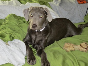 Silver Lab puppy Silver Labrador puppy