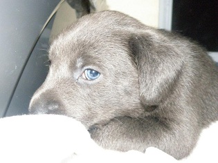 Charcoal Lab puppy Charcoal Labrador puppy