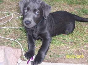 Charcoal Lab puppy Charcoal Labrador puppy