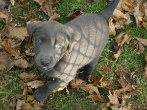 Charcoal Lab puppy charcoal Labrador puppy
