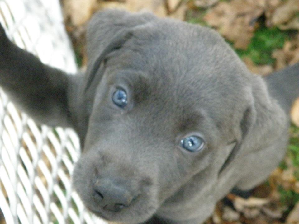 gray lab puppy
