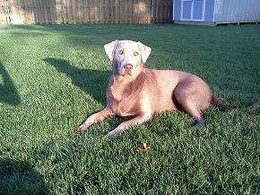 Silver Lab Silver Labrador Meeka