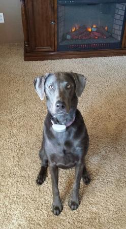 Silverwaterlabs dogs and or puppies