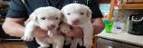 mylees pups