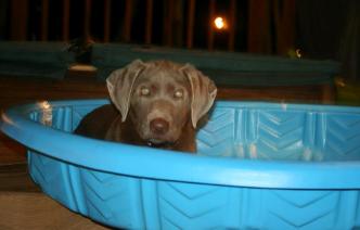 Silverwaterlabs dogs and or puppies