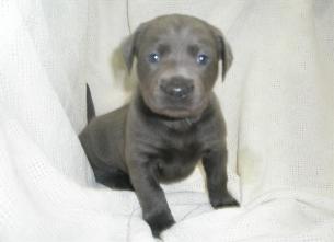 Marley's Charcoal Lab puppies Marley's Charcoal Lab puppies