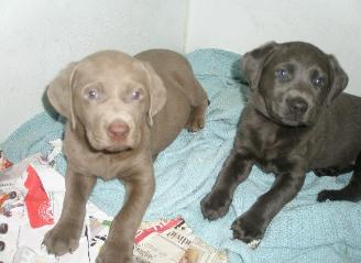 Gracie's Lab puppies Graicie's past pups