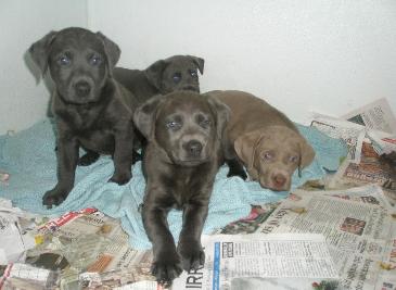 Gracie's Lab puppies Graicie's past pups