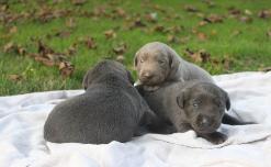 Silver and Charcoal Labradors