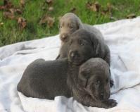 Silverwaterlabs dogs and or puppies