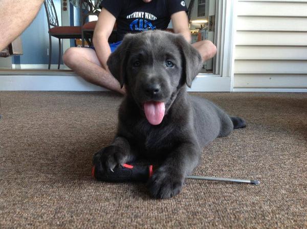 Silverwaterlabs Charcoal Labrador puppy