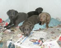 Silverwaterlabs dogs and or puppies