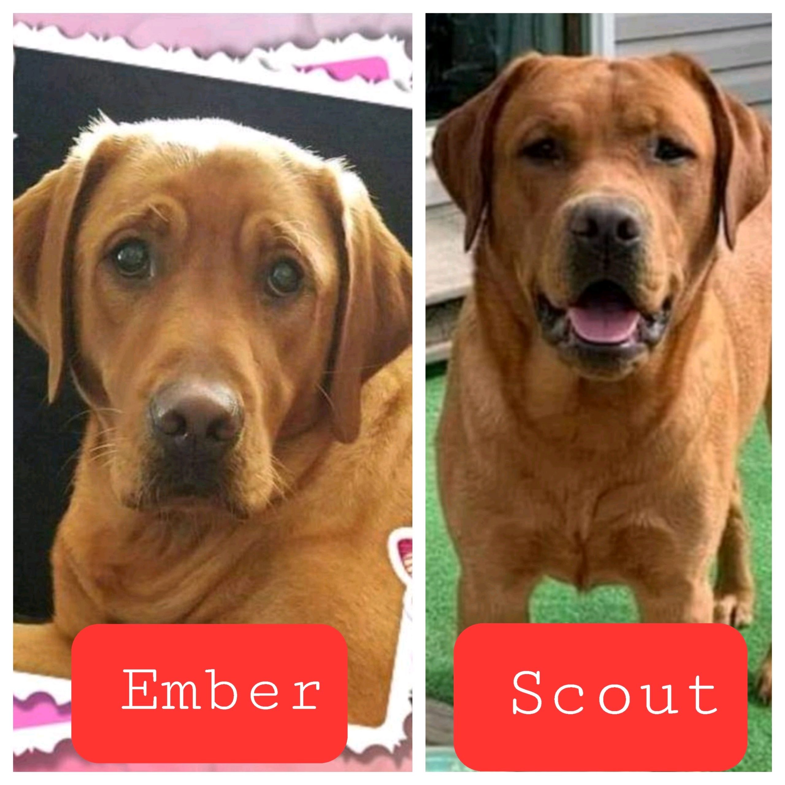 Ember and Scout