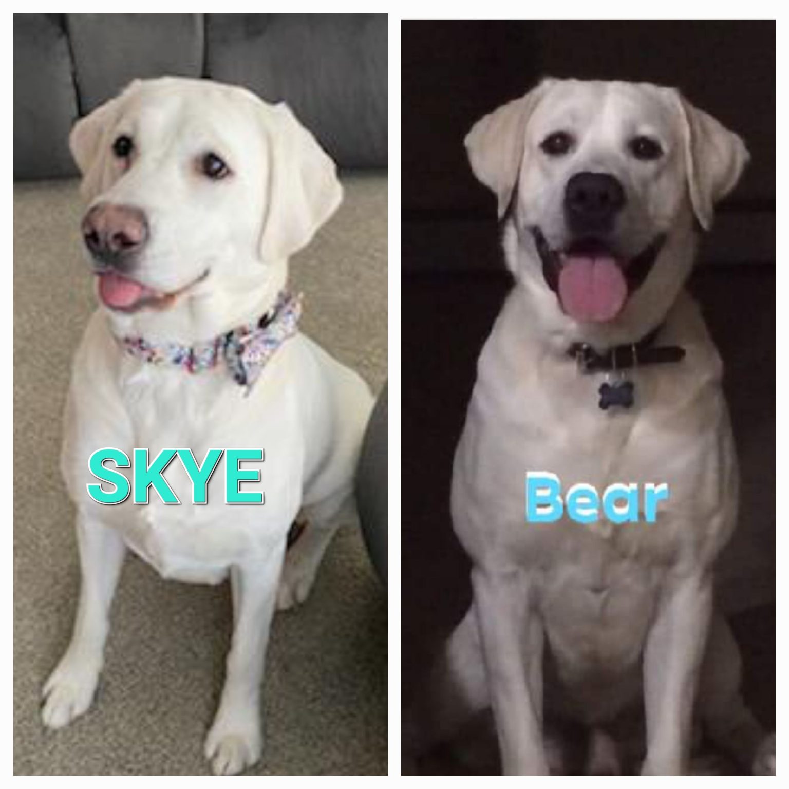 Skye and Bear