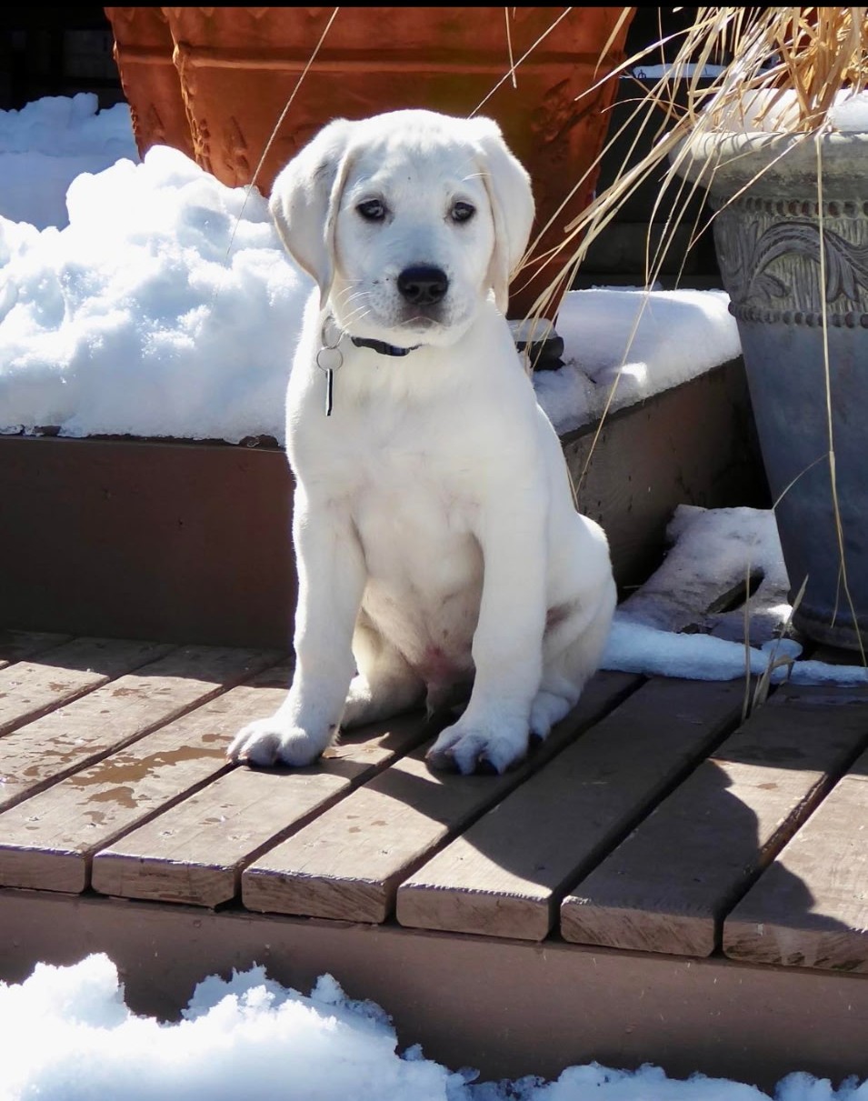 Snow White