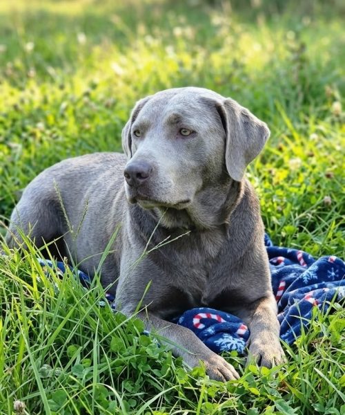 Maggie
